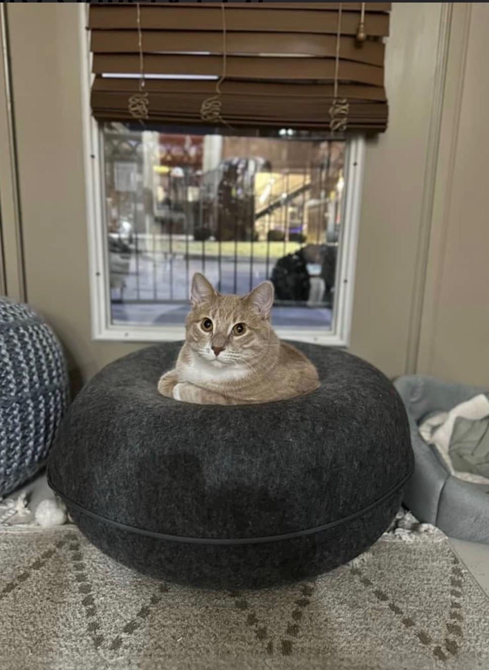 Enlarge Gus, an adopted Domestic Short Hair in Lake City, MN image 2/3