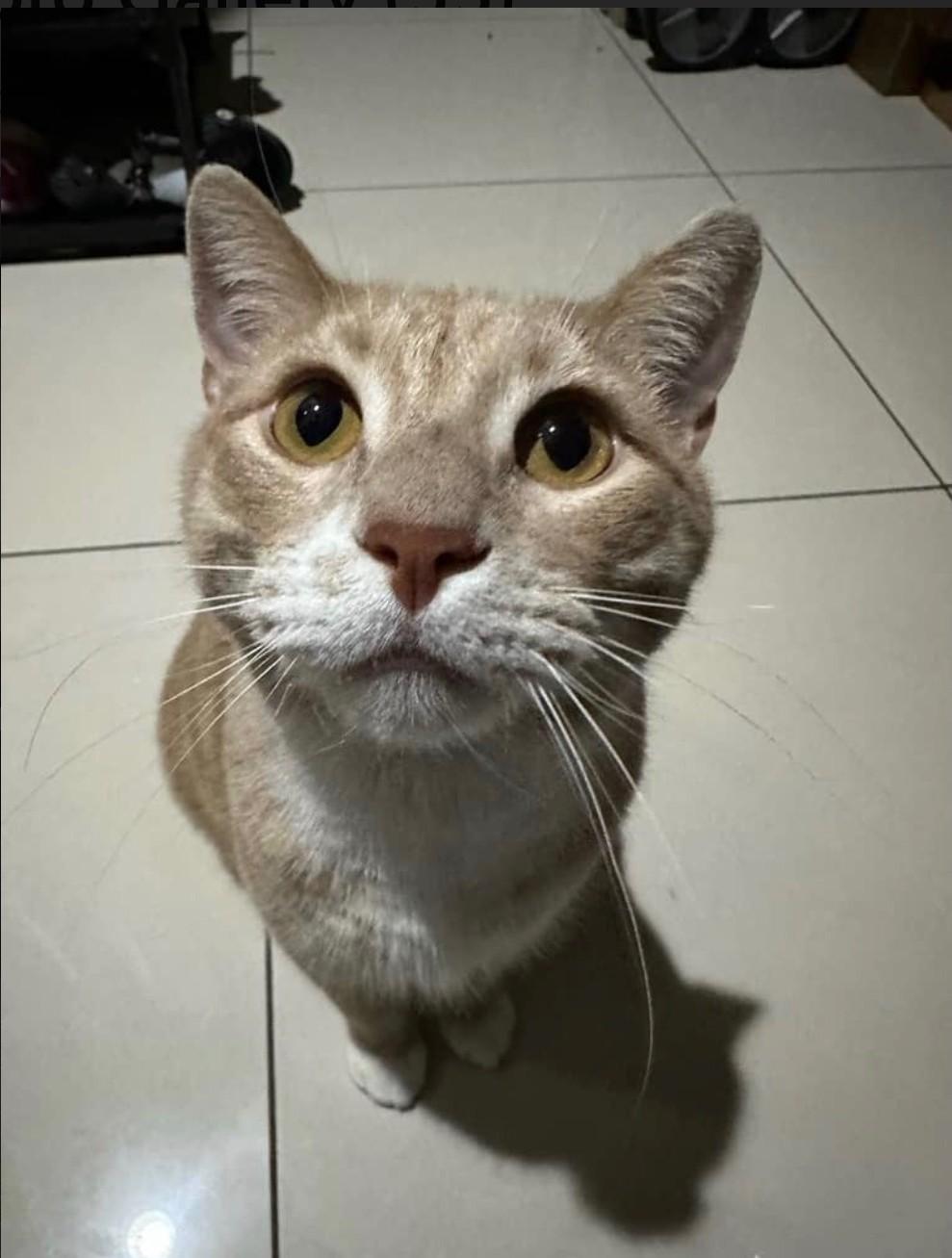 Gus, adopted, Adult Male Domestic Short Hair.