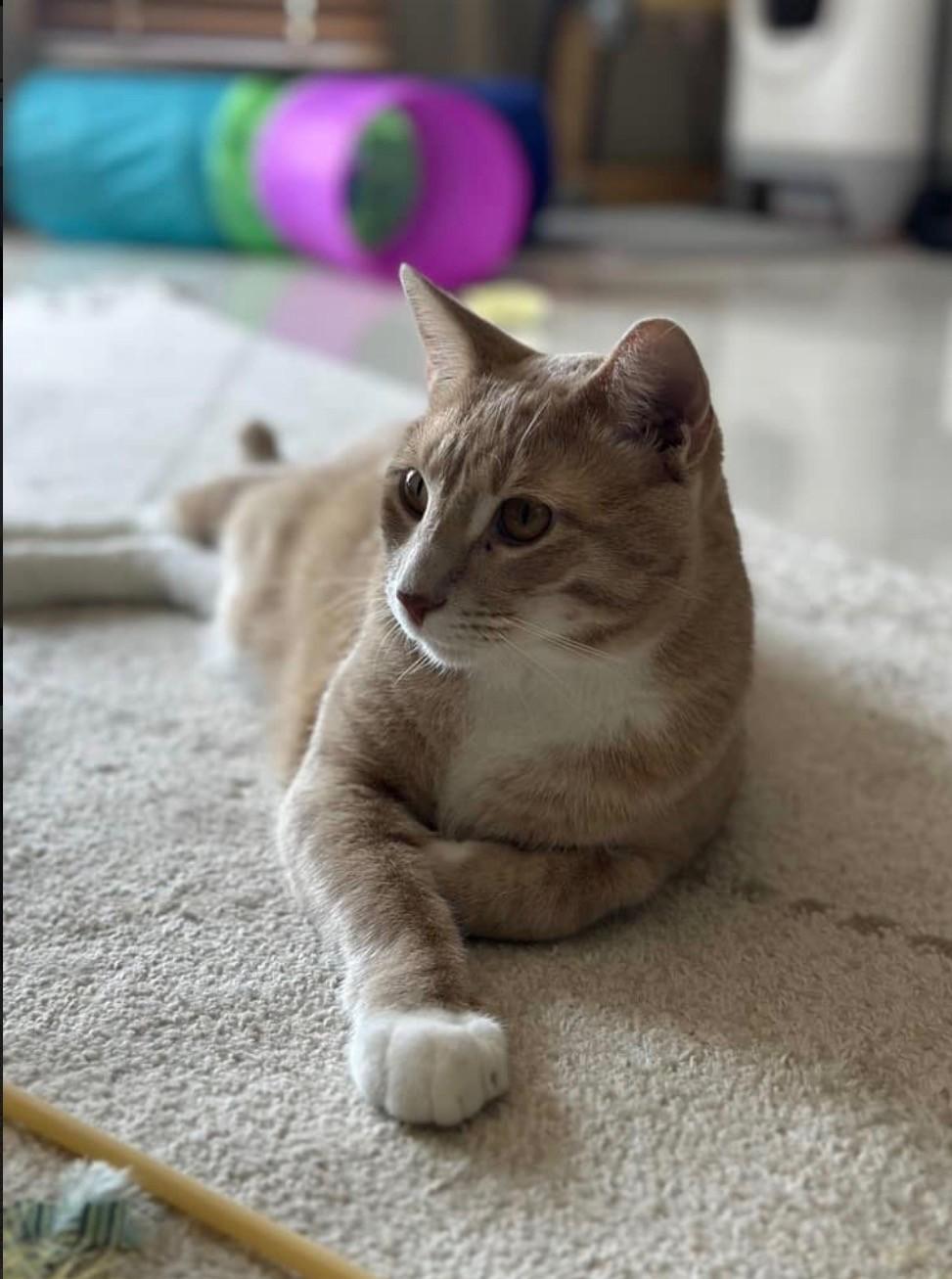 Enlarge Gus, an adopted Domestic Short Hair in Lake City, MN image 3/3