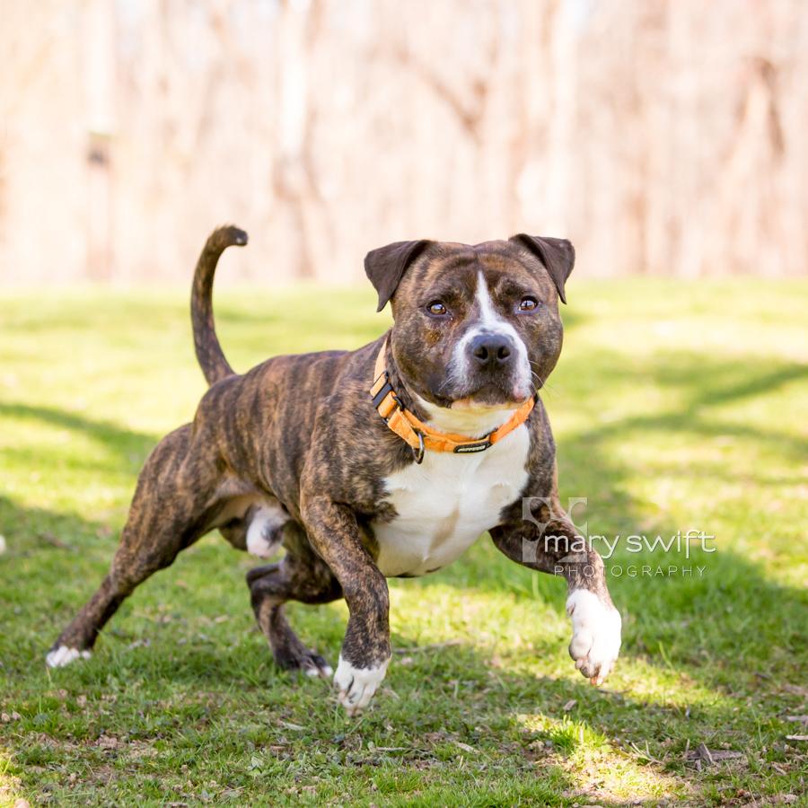 Enlarge Zeus, a ADOPTABLE Mixed Breed in Reisterstown, MD image 4/5