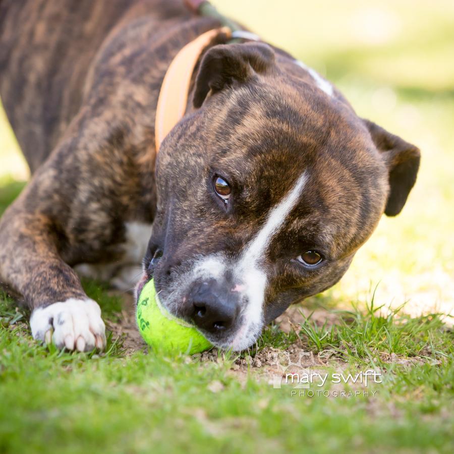 Enlarge Zeus, a ADOPTABLE Mixed Breed in Reisterstown, MD image 3/5