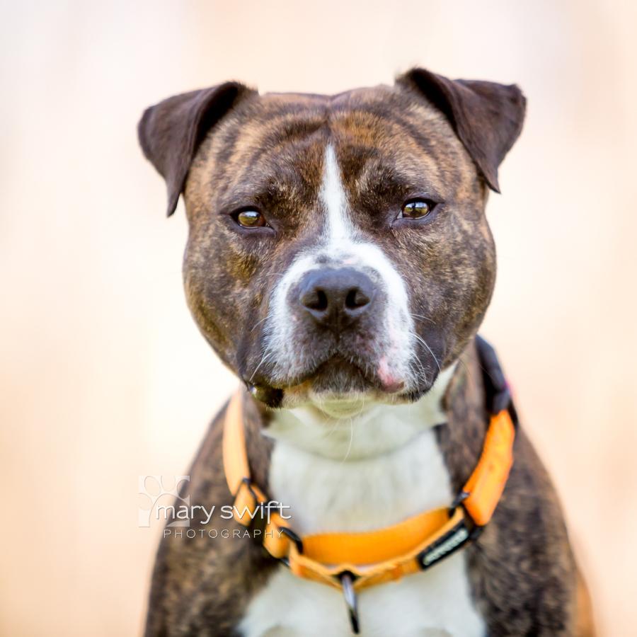 Zeus, ADOPTABLE, Adult Male Mixed Breed.