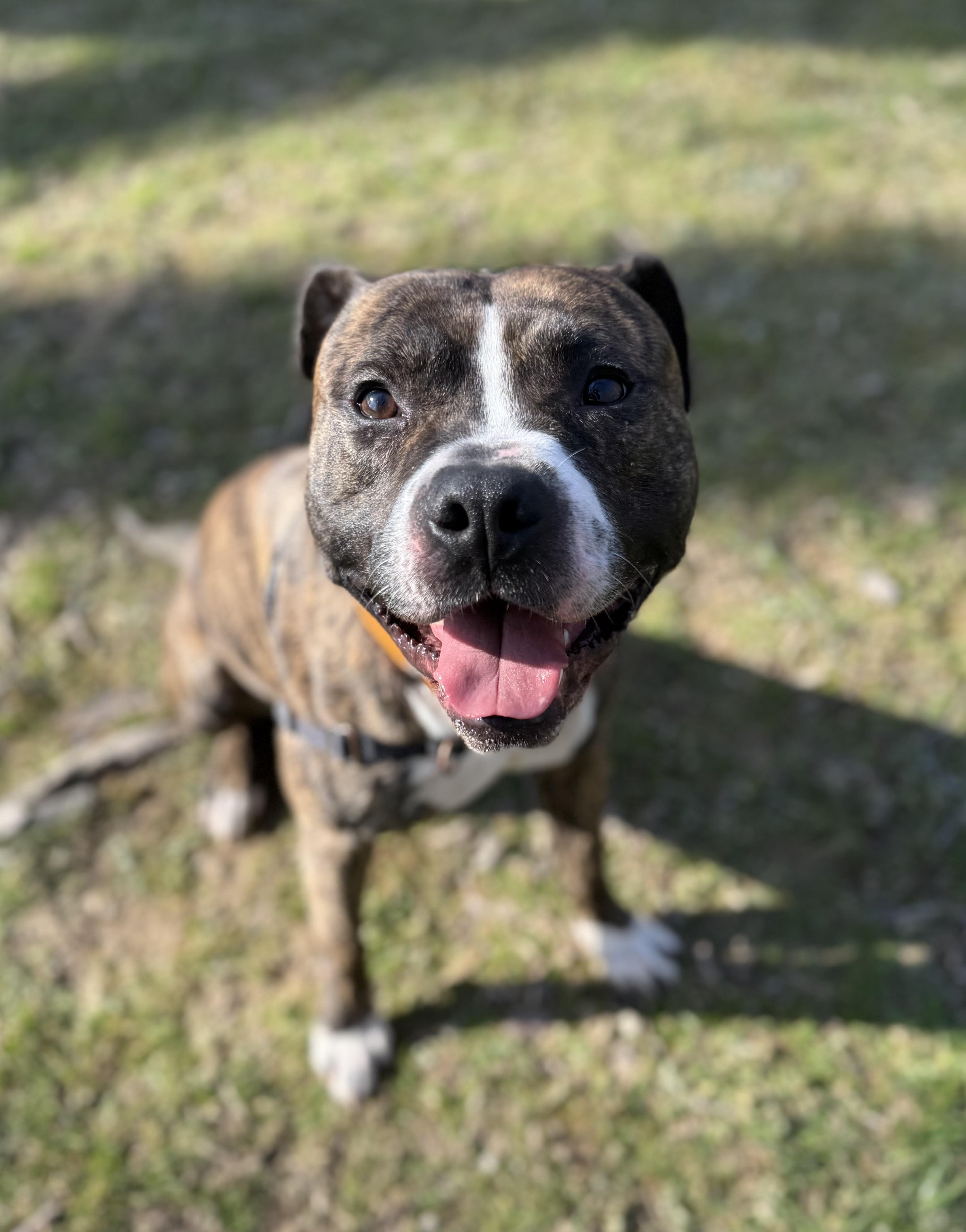 Enlarge Zeus, a ADOPTABLE Mixed Breed in Reisterstown, MD image 5/5