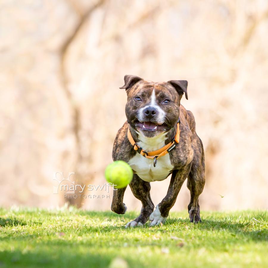 Enlarge Zeus, a ADOPTABLE Mixed Breed in Reisterstown, MD image 2/5