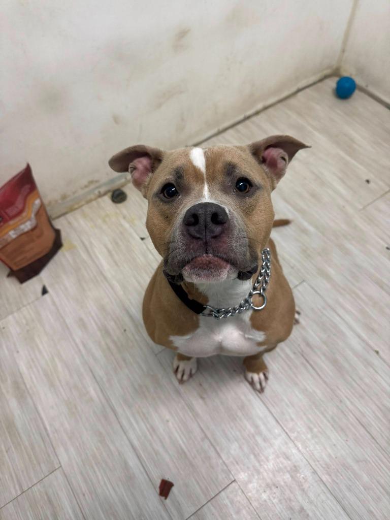 Nala, Adoptable, Adult Female Boxer & Pit Bull Terrier.
