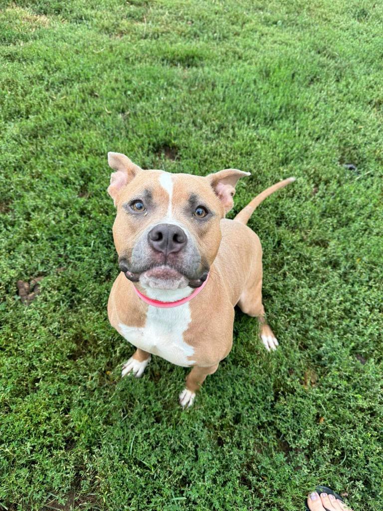Enlarge Nala, a Adoptable mixed breed in Marion, OH image 2/4