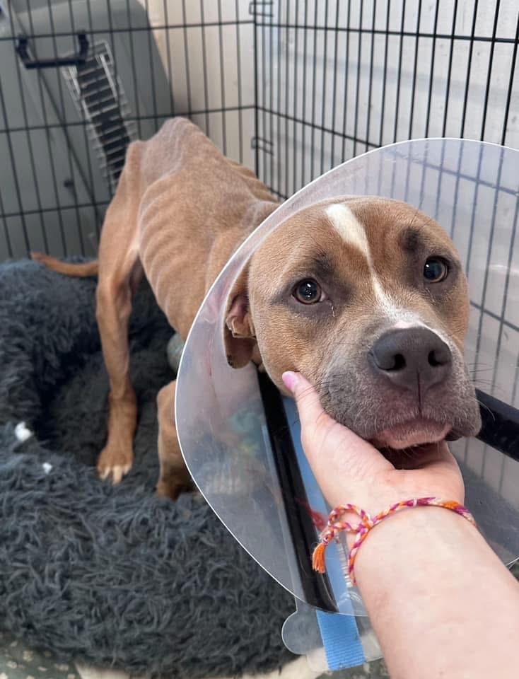 Enlarge Nala, a Adoptable mixed breed in Marion, OH image 3/4