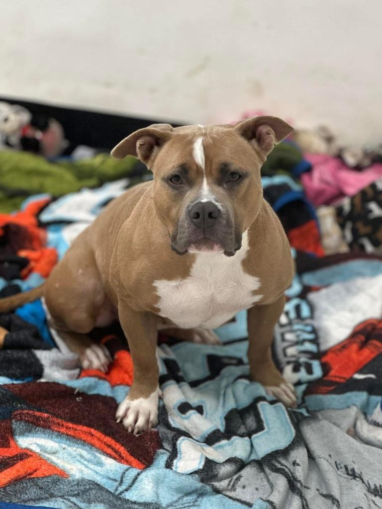 Enlarge Nala, a Adoptable mixed breed in Marion, OH image 4/4