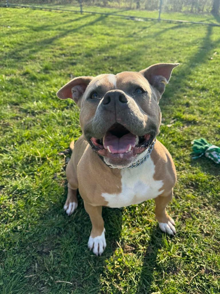 Enlarge Nala, a Adoptable mixed breed in Marion, OH image 5/6