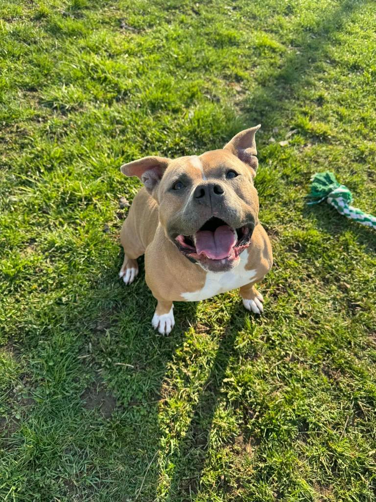 Enlarge Nala, a Adoptable mixed breed in Marion, OH image 6/6