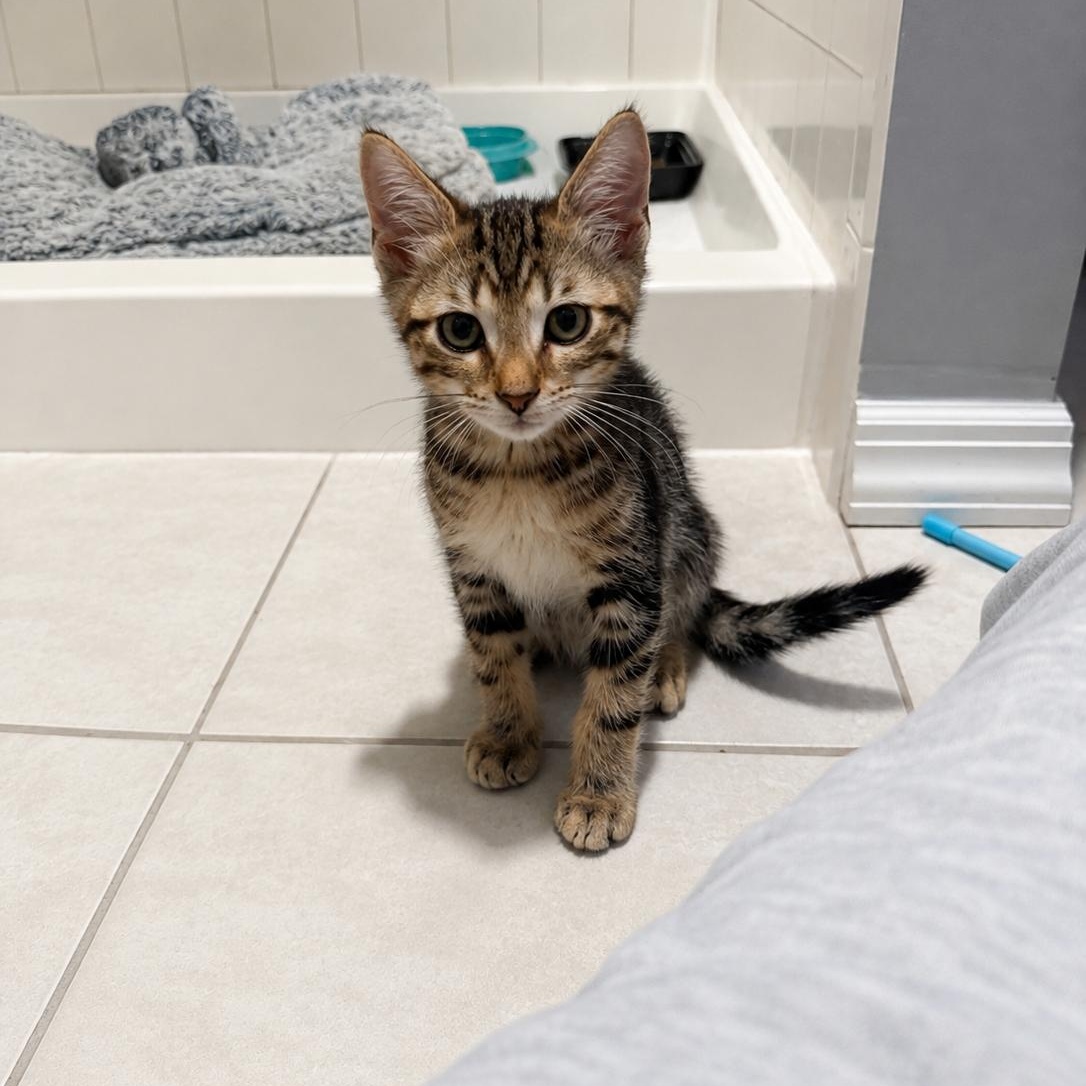 Daydream, ADOPTABLE, Kitten Female Domestic Short Hair & Torbie.
