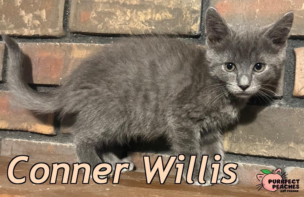 Conner Willis, Adoptable, Kitten Male Russian Blue & Domestic Short Hair.