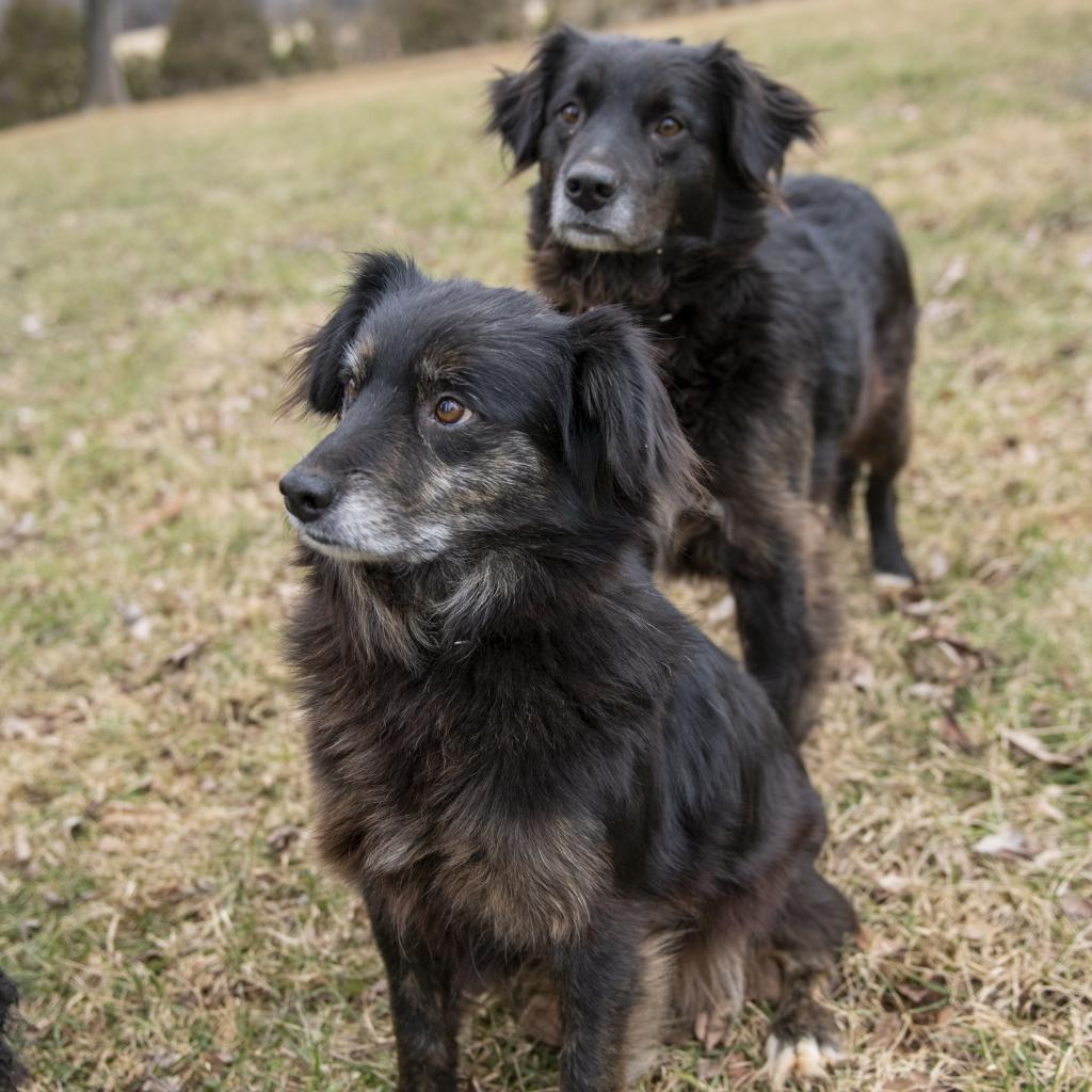 Kipper & Oatmeal, Adoptable, Senior Male Border Collie & Mixed Breed.