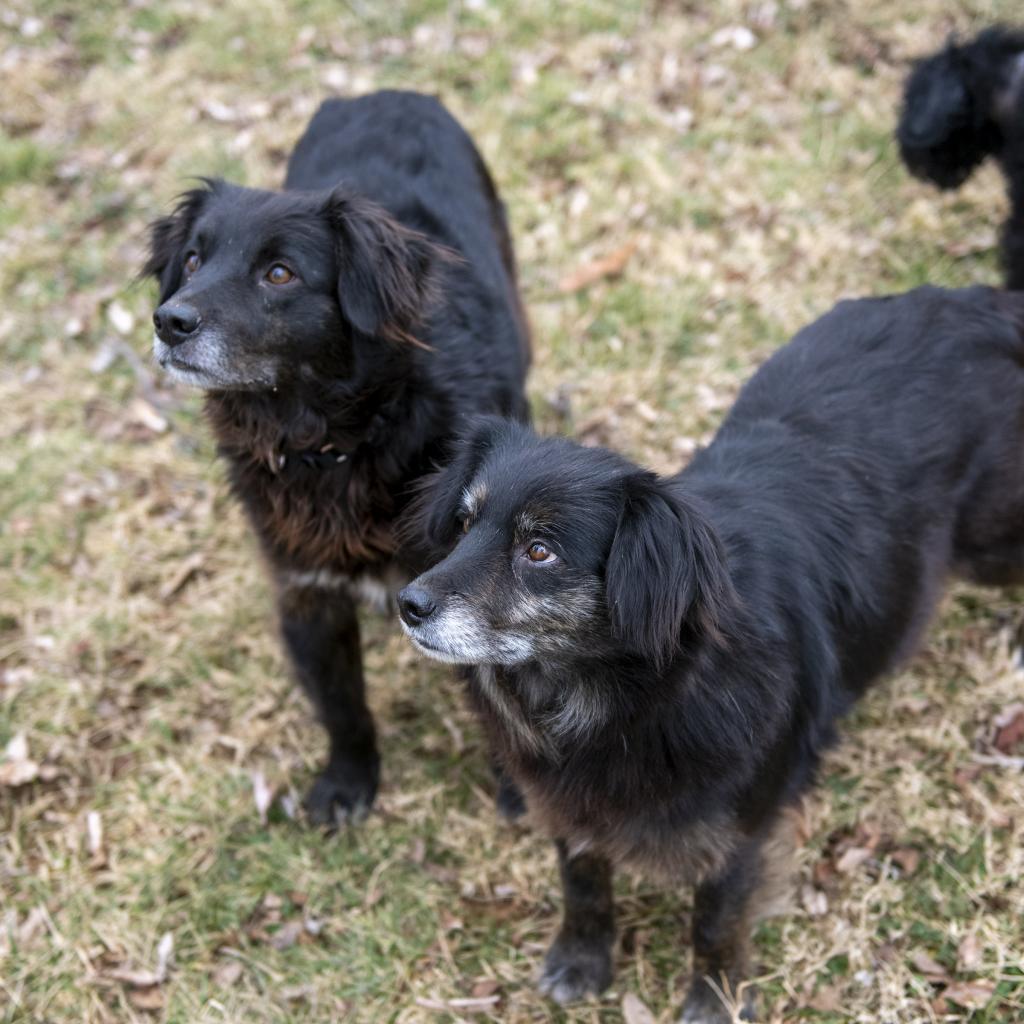 Kipper & Oatmeal thumbnail 2