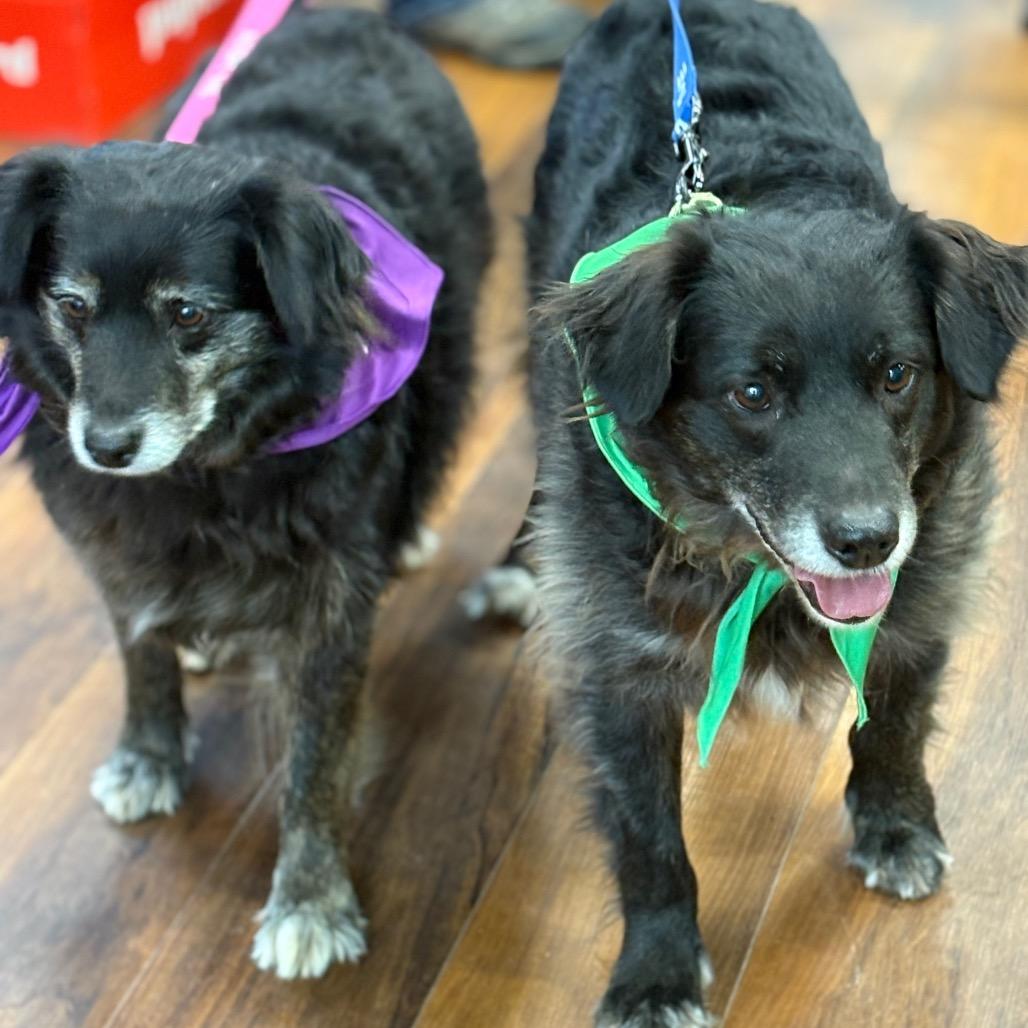 Kipper & Oatmeal thumbnail 3