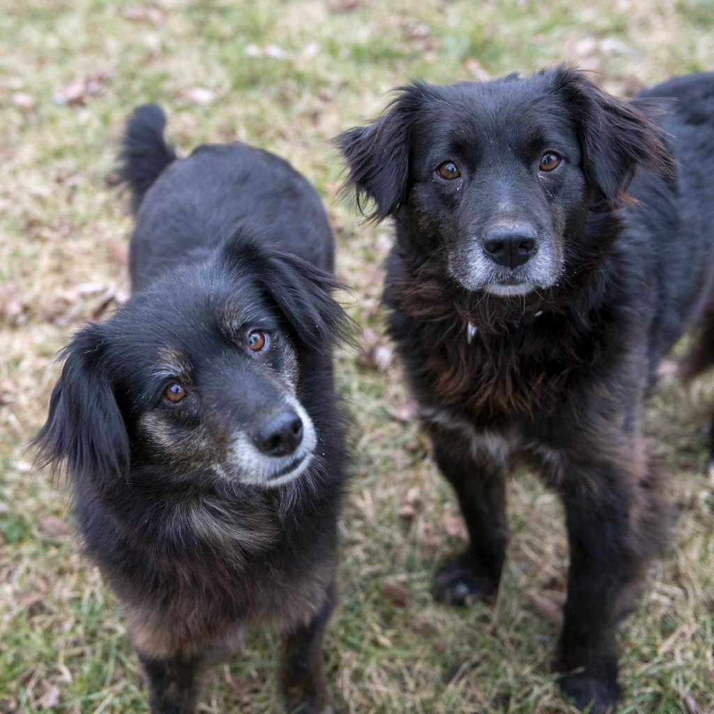 Kipper & Oatmeal thumbnail 4