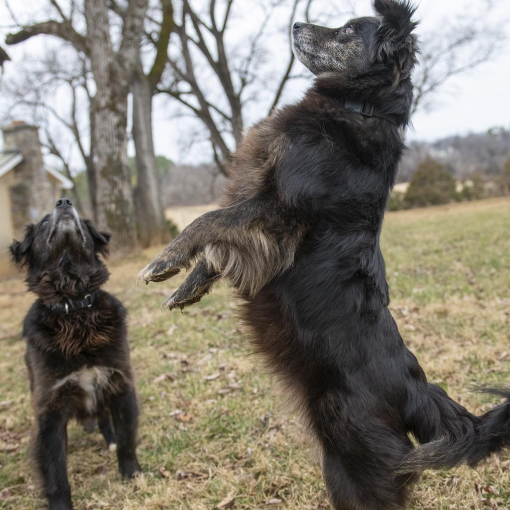 Enlarge Kipper & Oatmeal, a Adoptable mixed breed in Potomac, MD image 5/6