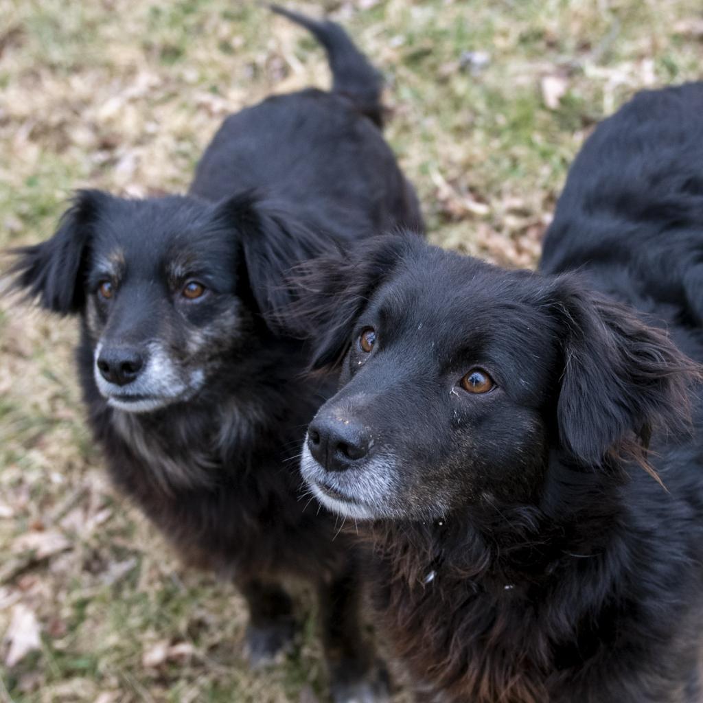 Enlarge Kipper & Oatmeal, a Adoptable mixed breed in Potomac, MD image 6/6