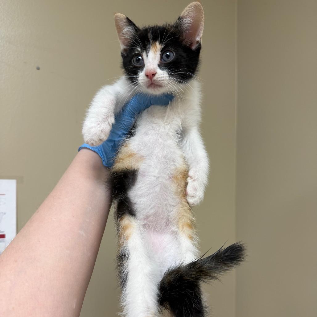 Crash, Adoptable, Kitten Female Domestic Short Hair.