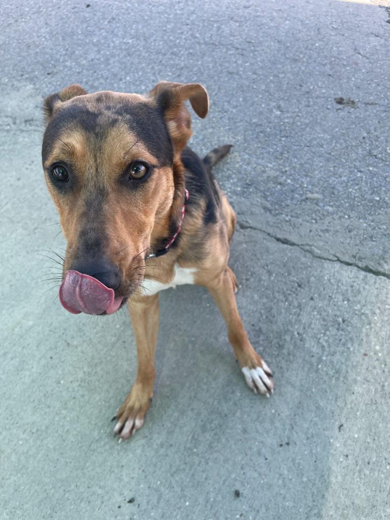 Enlarge Bella, a Adoptable mixed breed in Maumelle, AR image 4/6