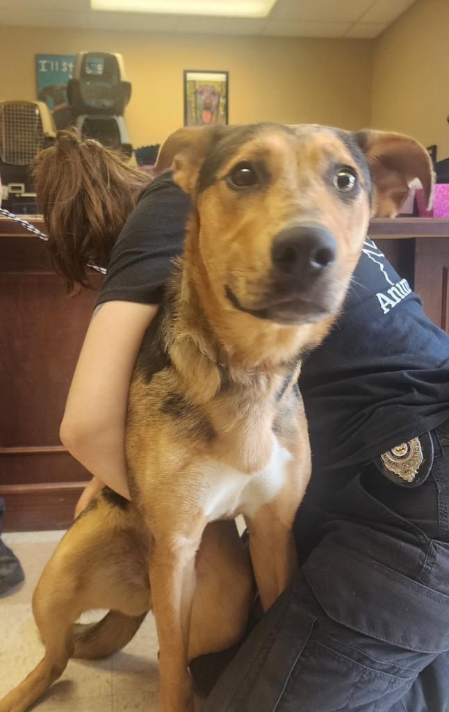 Enlarge Bella, a Adoptable mixed breed in Maumelle, AR image 3/4