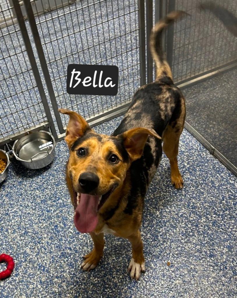 Enlarge Bella, a Adoptable mixed breed in Maumelle, AR image 4/4