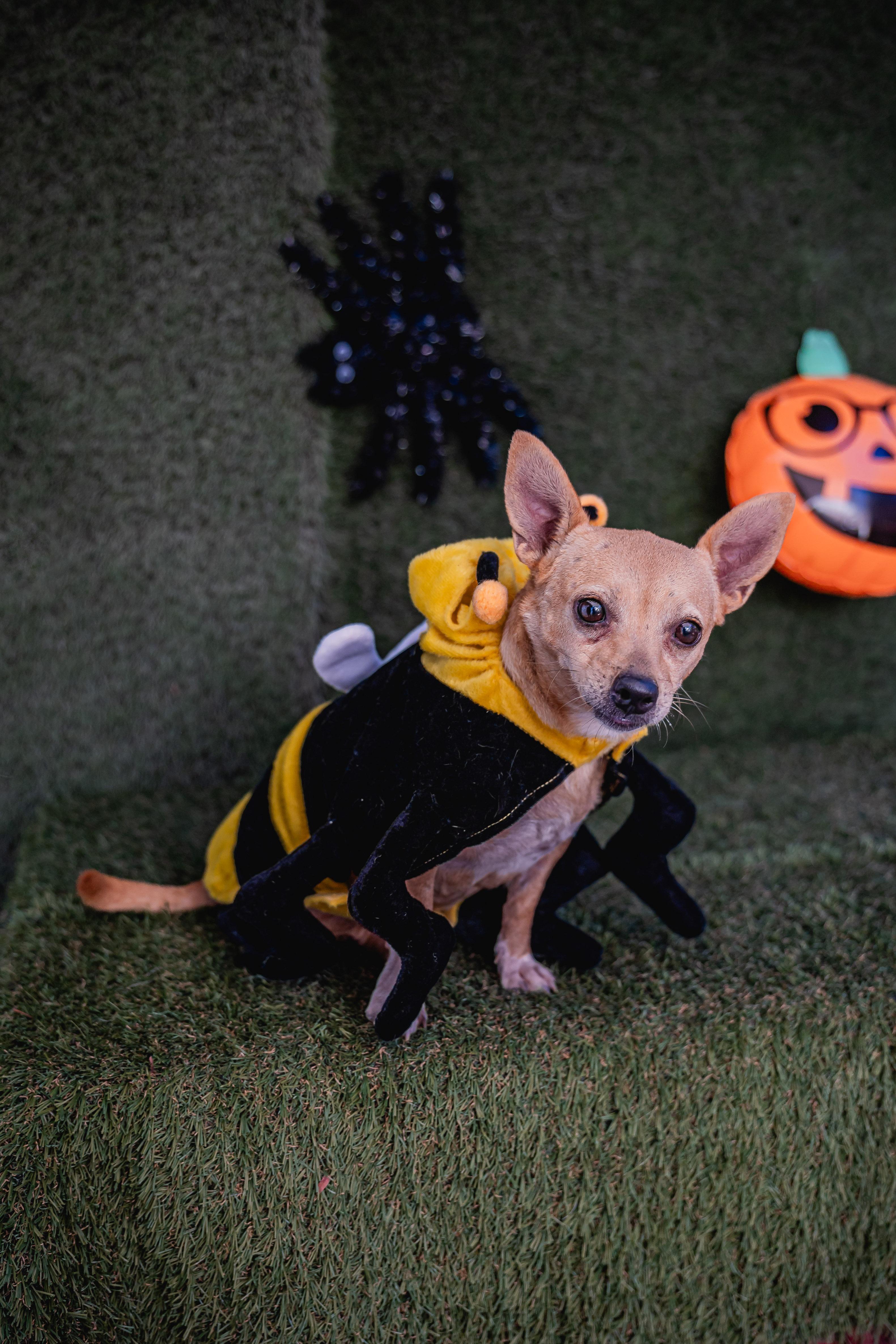 Nenita, a Adoptable mixed breed in Vancouver, WA image 3/4