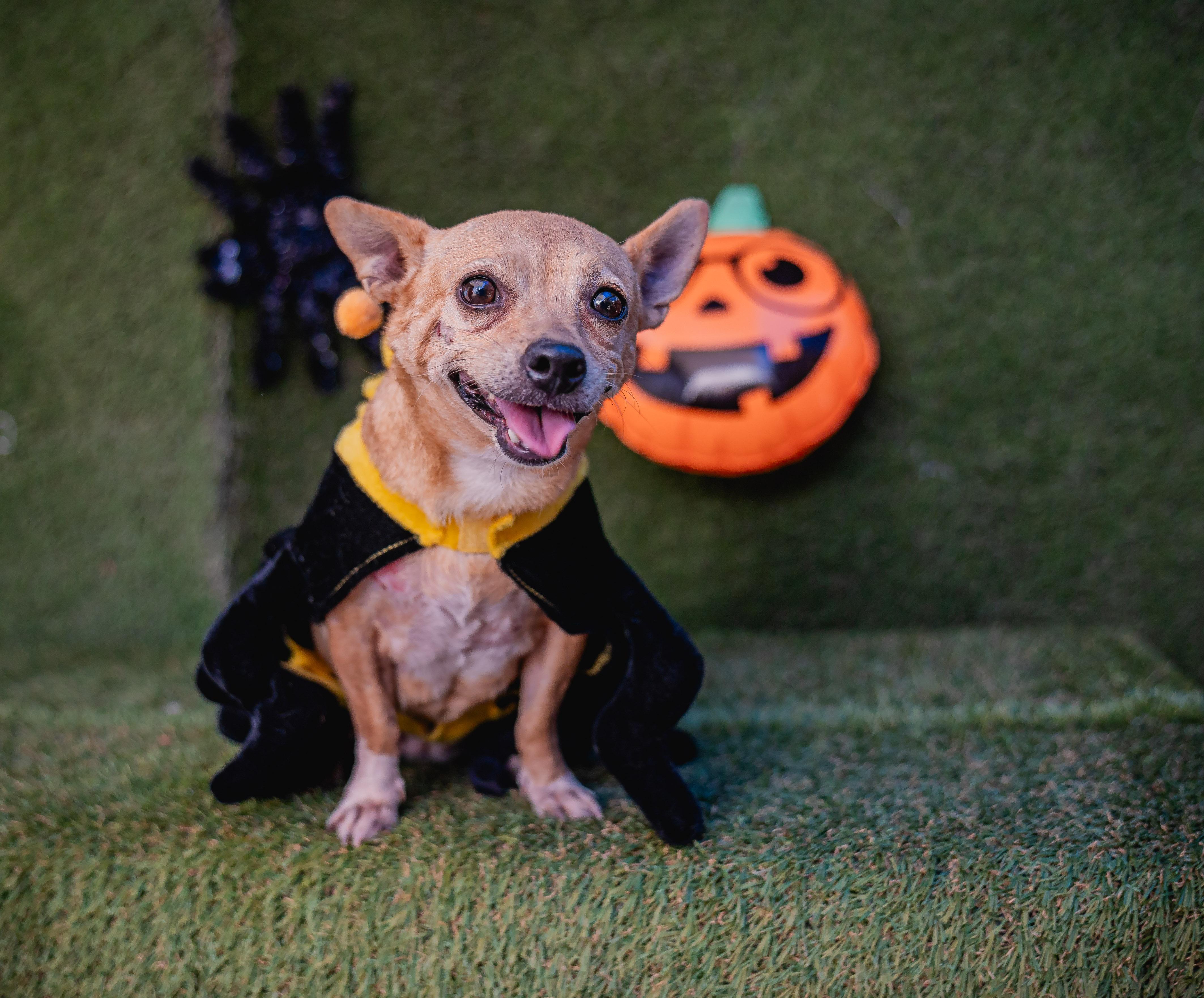 Nenita, adopted, Senior Female Chihuahua.