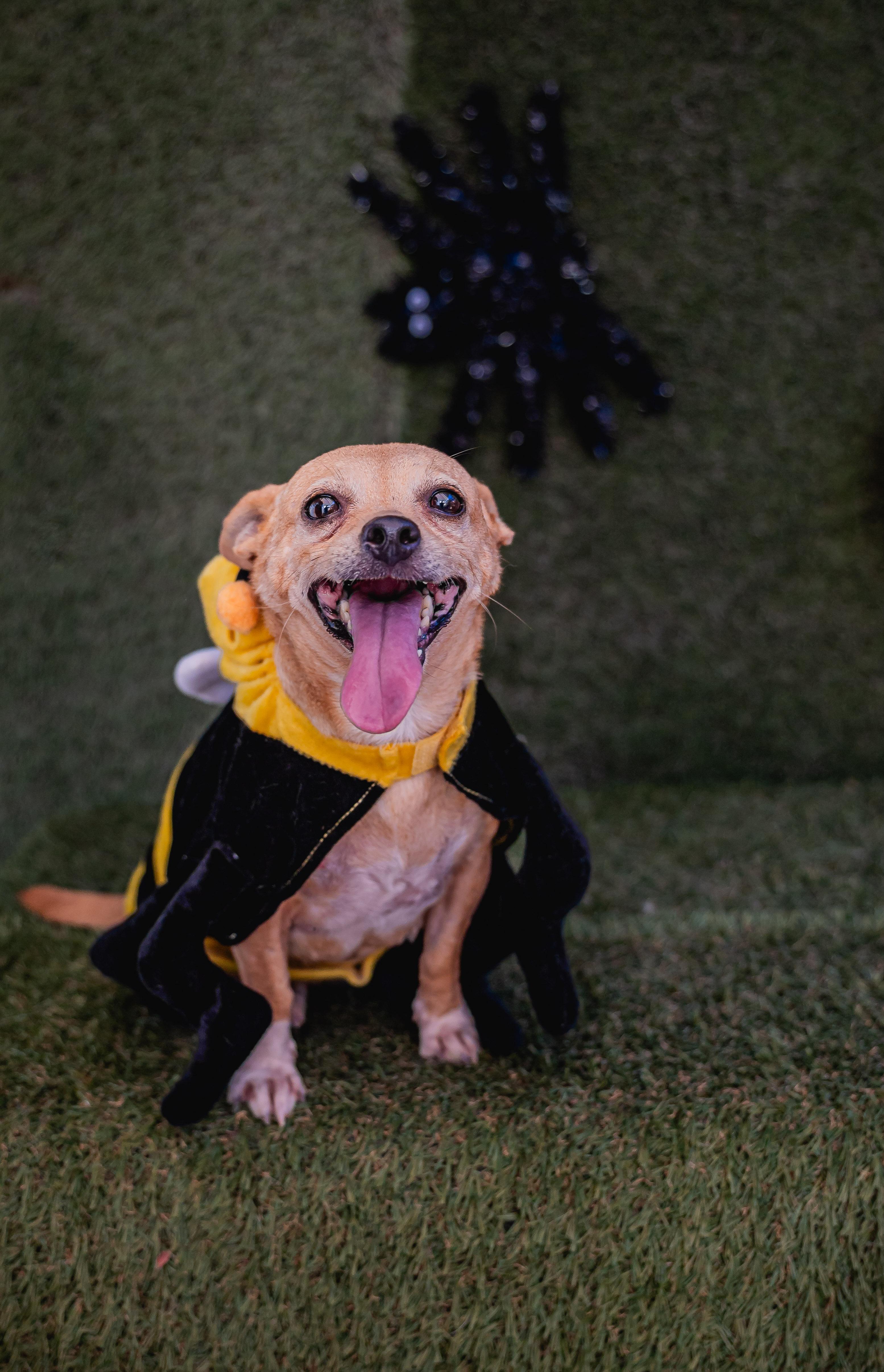 Nenita, a Adoptable mixed breed in Vancouver, WA image 4/4