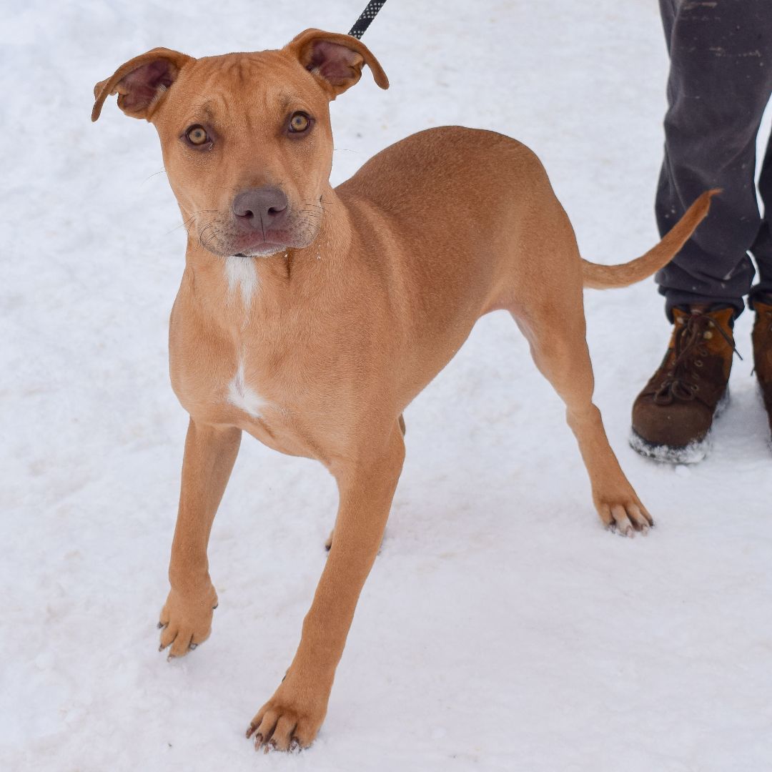 Marco, a Adoptable mixed breed in Huntley, IL image 2/6