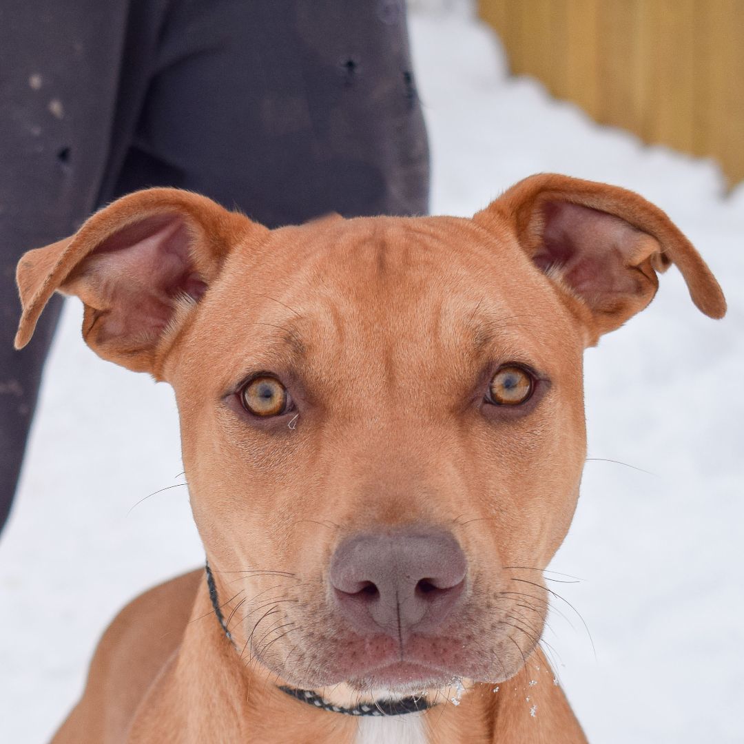 Marco, a Adoptable mixed breed in Huntley, IL image 1/6