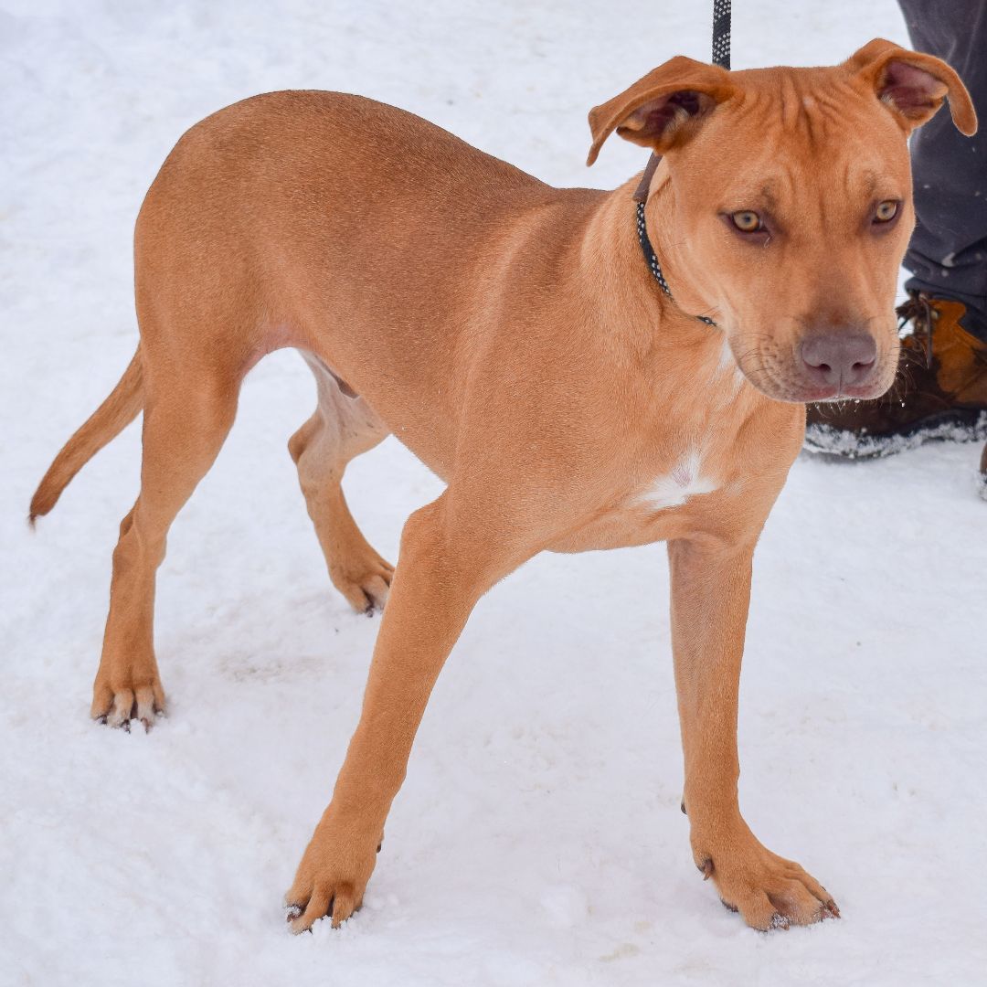 Marco, a Adoptable mixed breed in Huntley, IL image 3/6