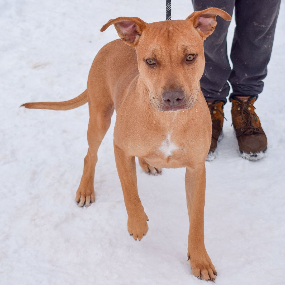 Marco, a Adoptable mixed breed in Huntley, IL image 4/6
