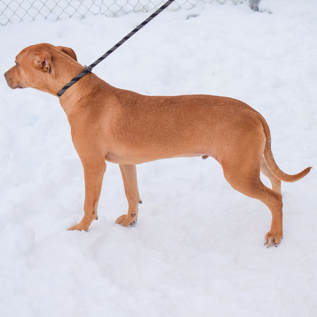 Marco, a Adoptable mixed breed in Huntley, IL image 5/6