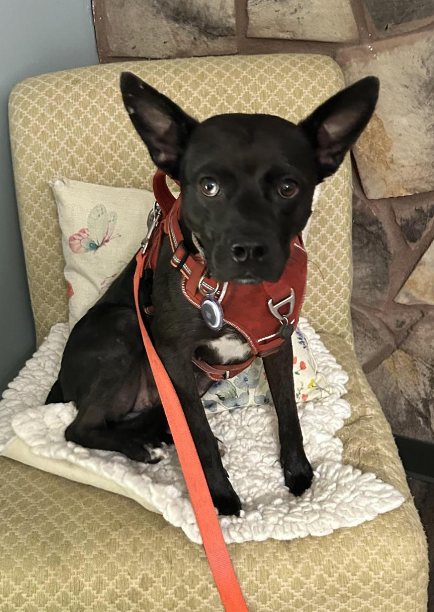 Priscilla thumbnail 3