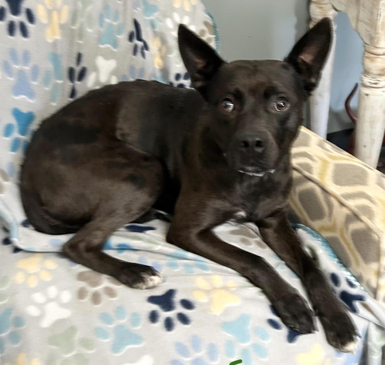 Priscilla thumbnail 4