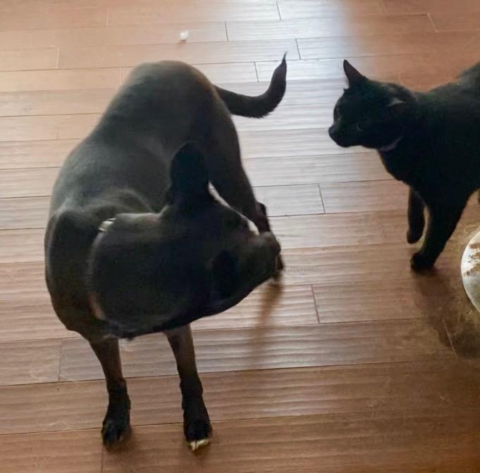 Priscilla thumbnail 5