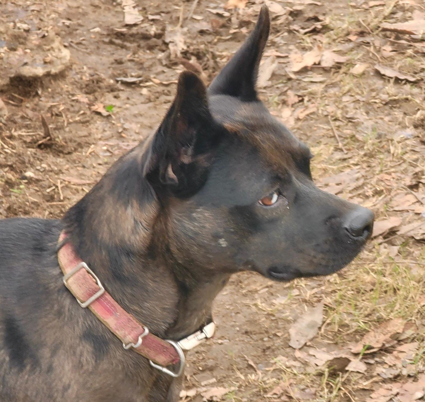 Priscilla thumbnail 6