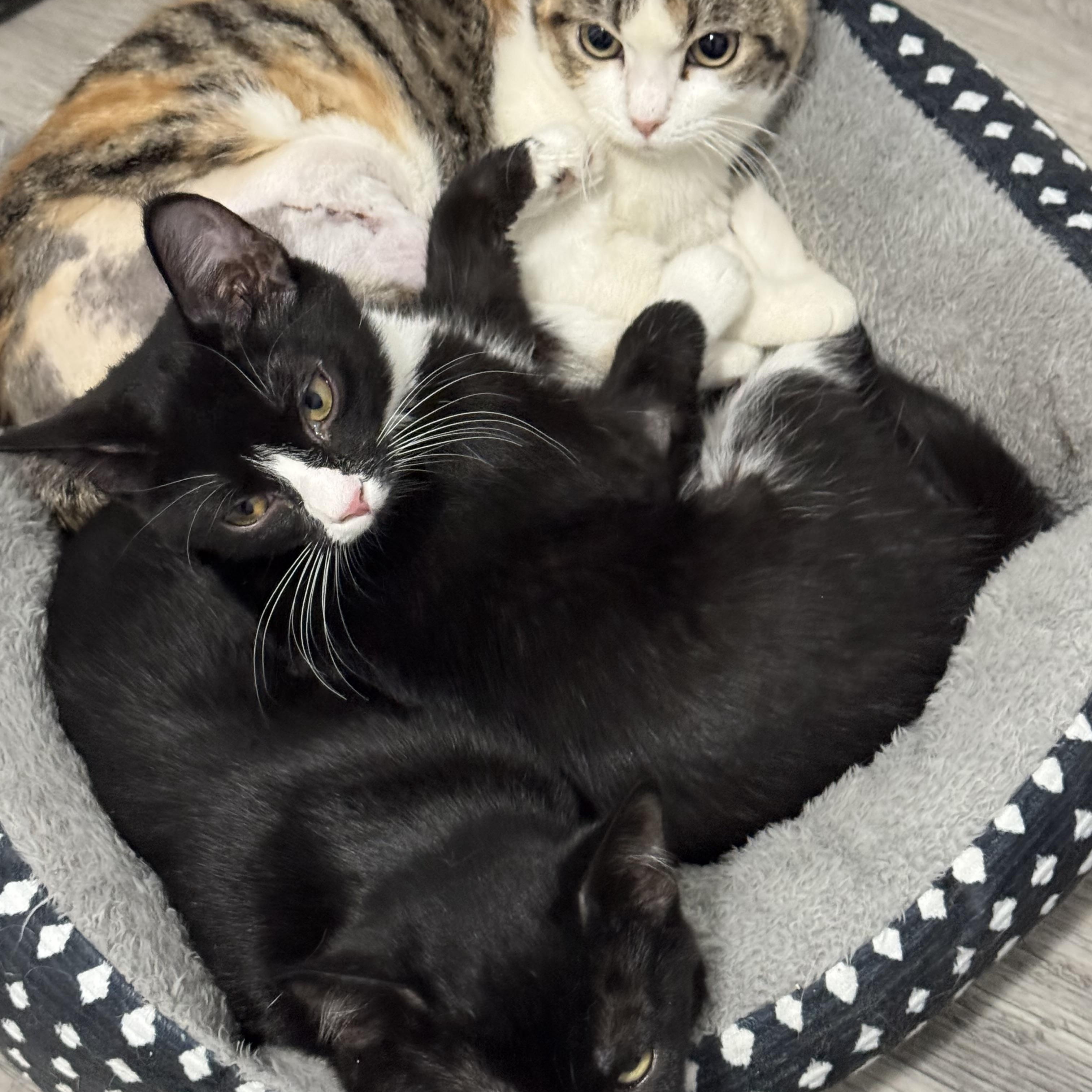 Enlarge Clementine , a ADOPTABLE Calico in Wadsworth, IL image 3/6