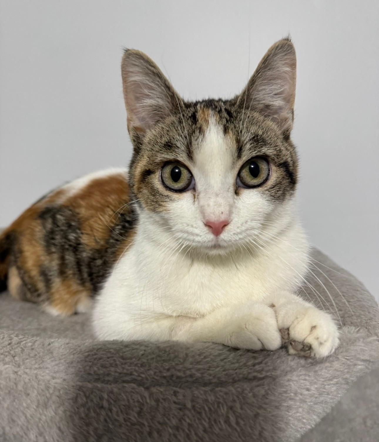 Clementine , ADOPTABLE, Kitten Female Calico.