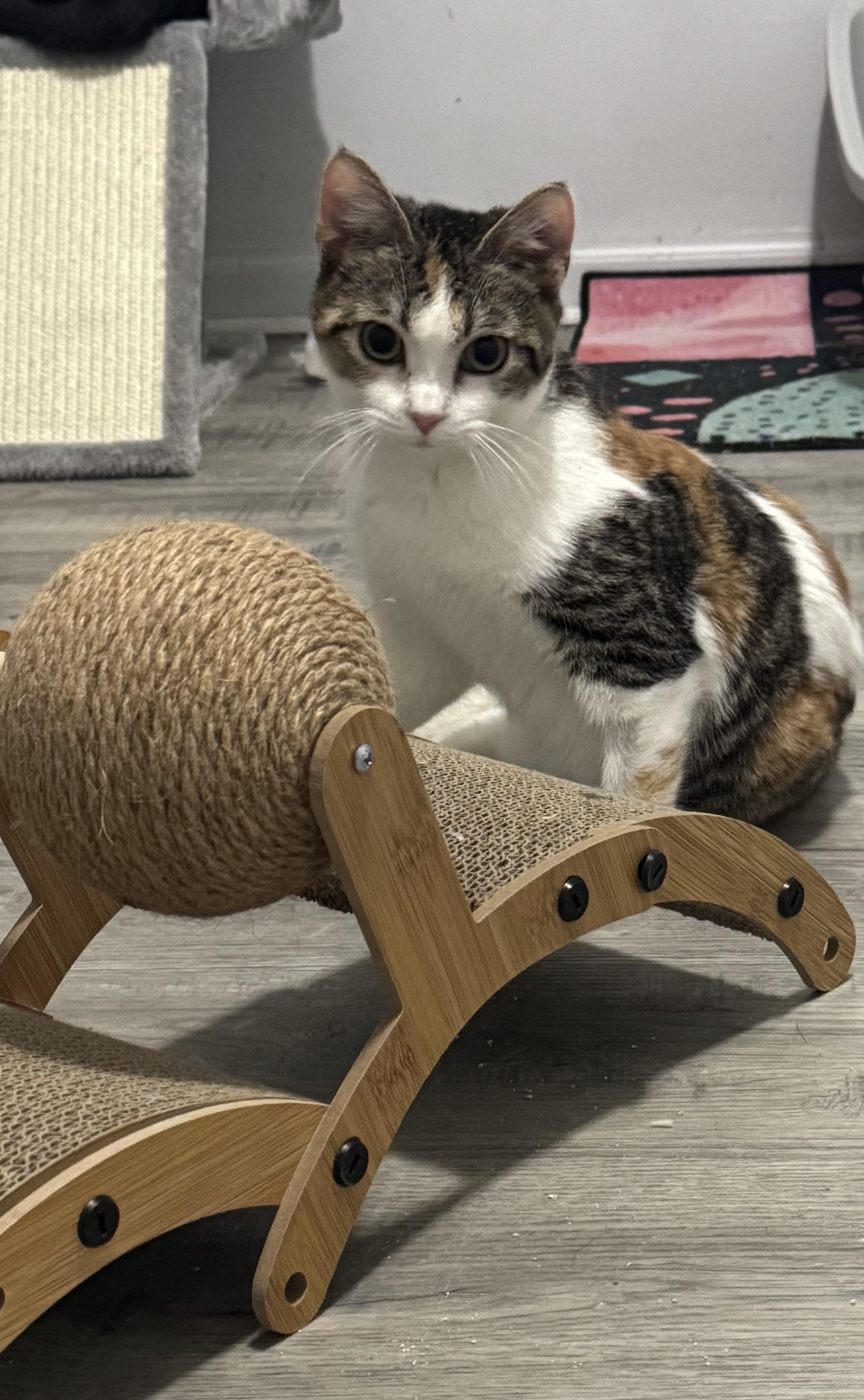 Enlarge Clementine , a ADOPTABLE Calico in Wadsworth, IL image 2/6