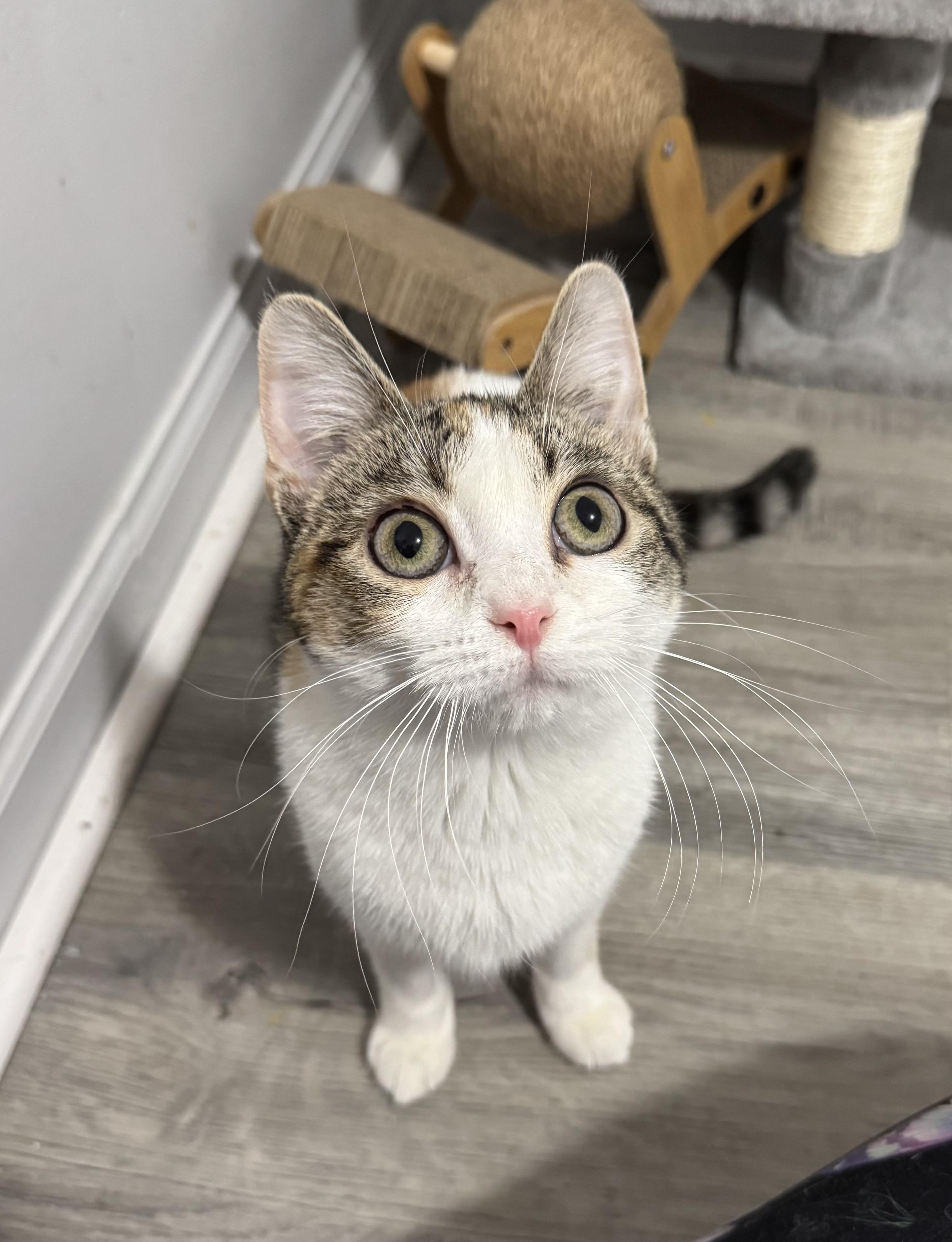 Enlarge Clementine , a ADOPTABLE Calico in Wadsworth, IL image 4/6