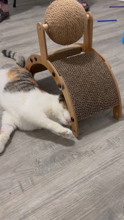 Enlarge Clementine , a ADOPTABLE Calico in Wadsworth, IL video 6/6