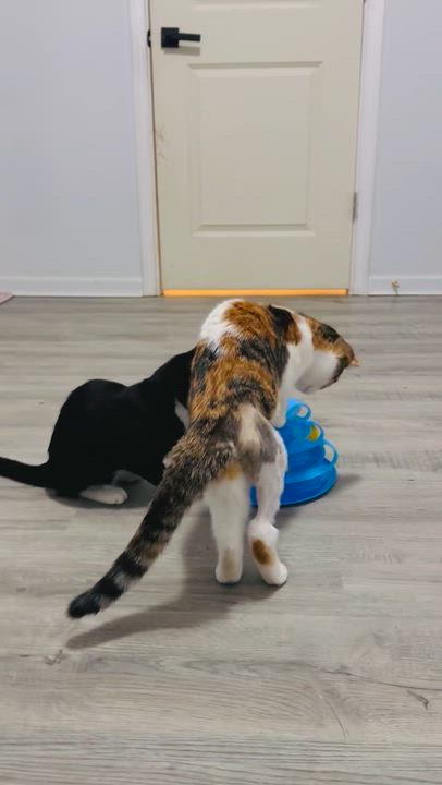 Enlarge Clementine , a ADOPTABLE Calico in Wadsworth, IL video 5/6