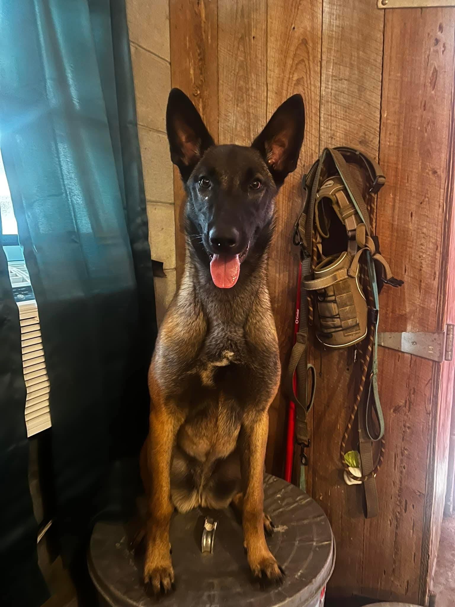 Enlarge Oakley, an adoptable Belgian Shepherd / Malinois in Clermont, FL image 3/4