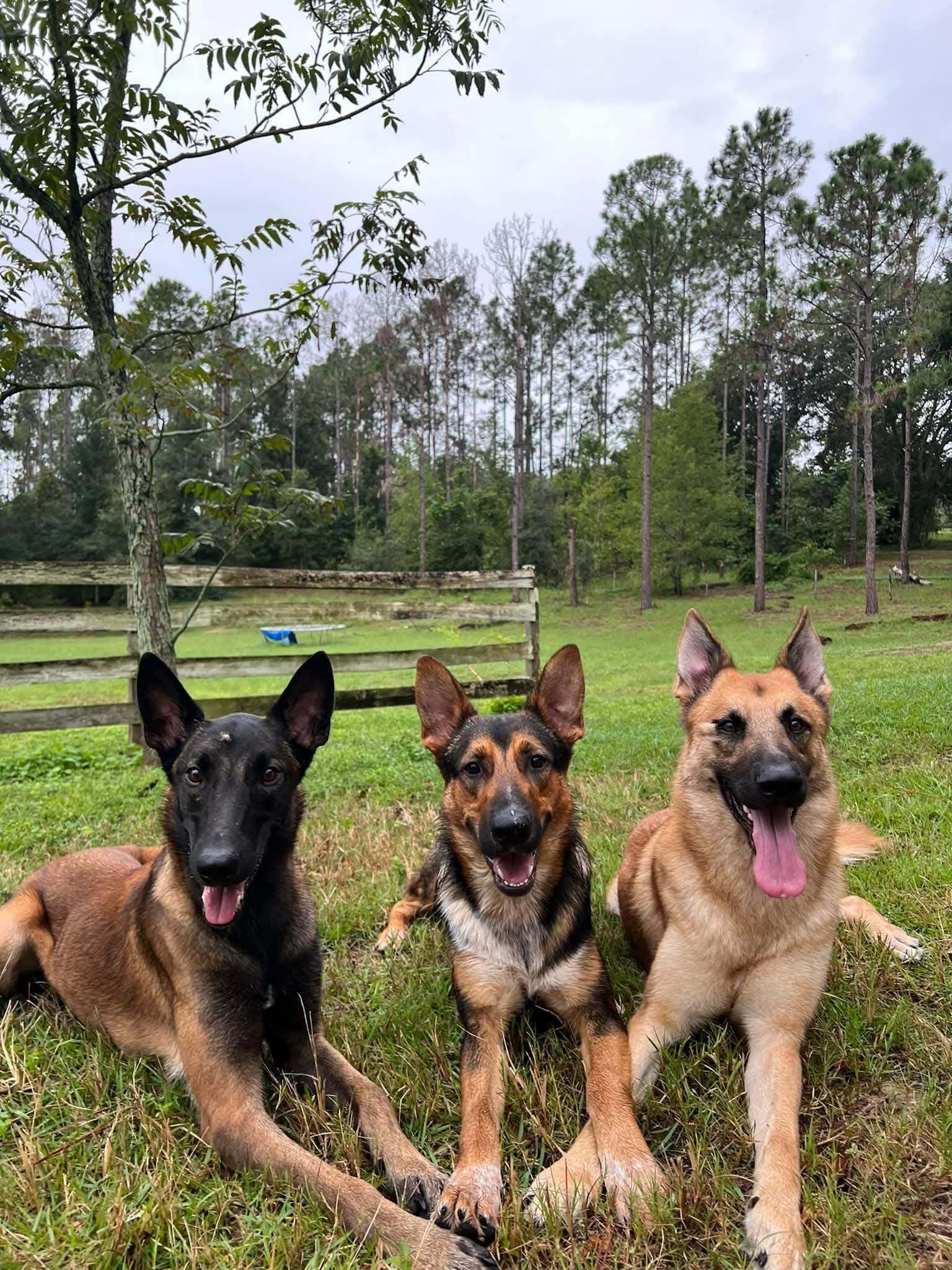 Enlarge Oakley, an adoptable Belgian Shepherd / Malinois in Clermont, FL image 4/4