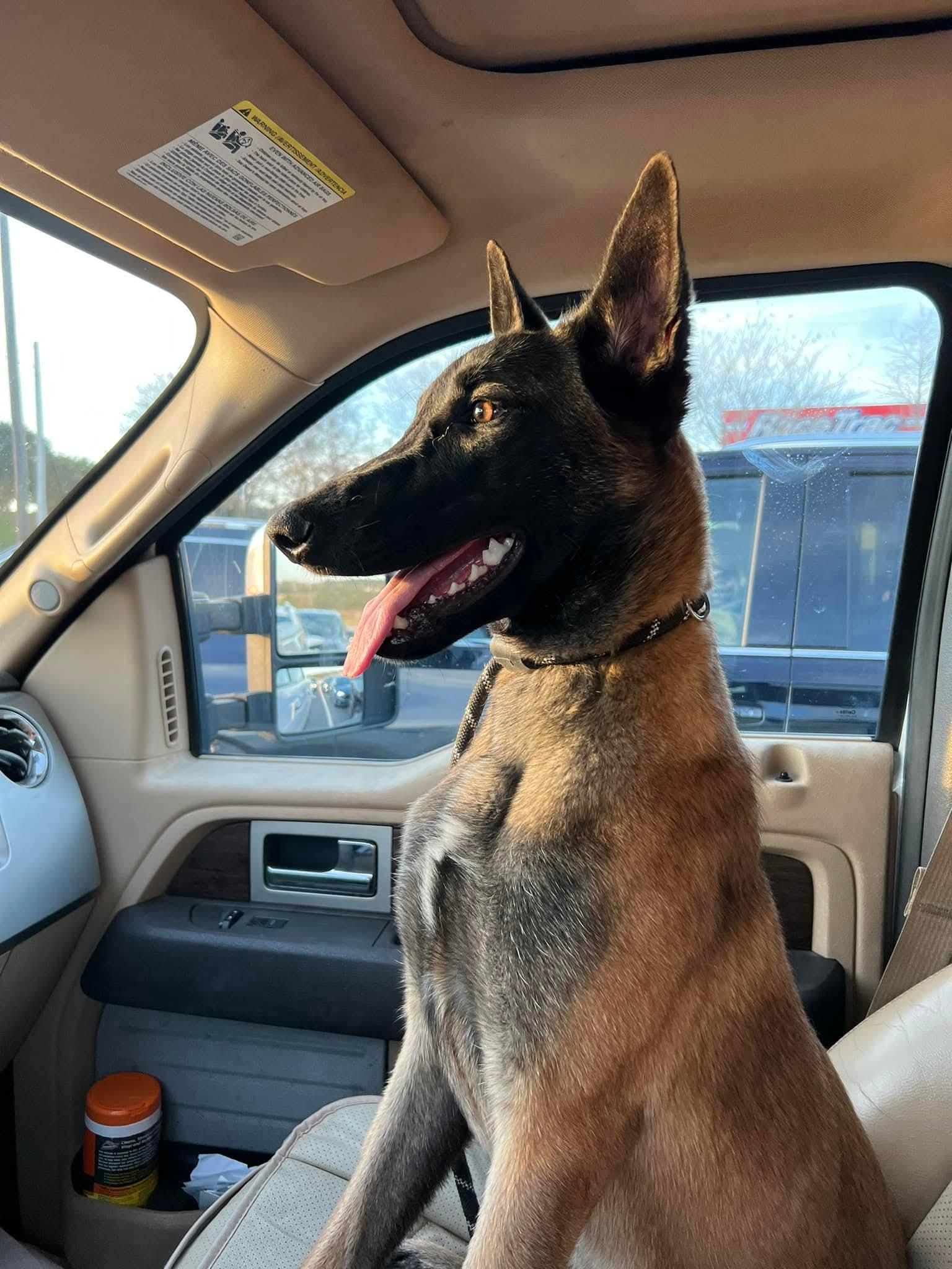 Enlarge Oakley, an adoptable Belgian Shepherd / Malinois in Clermont, FL image 2/4