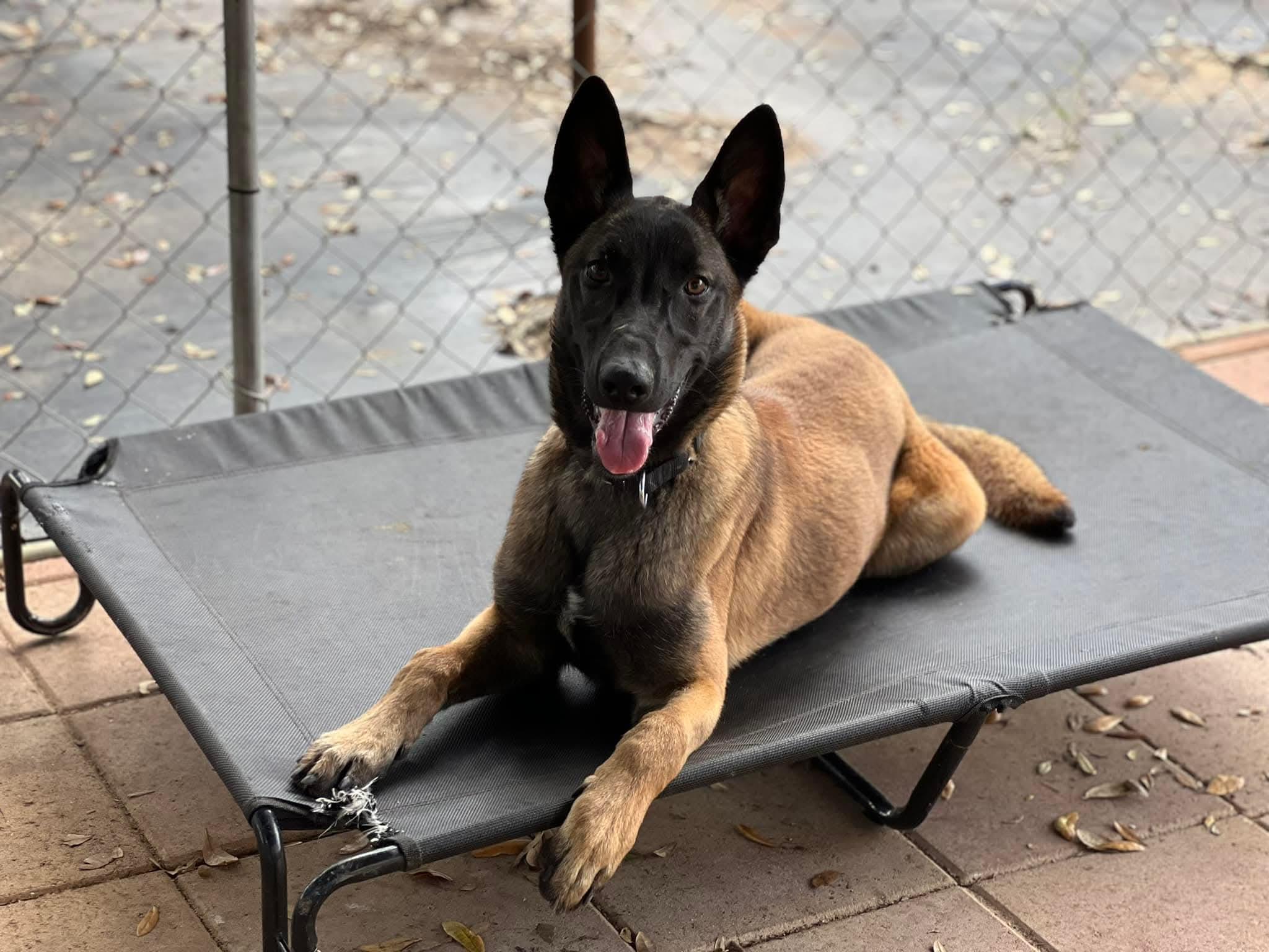 Oakley, adoptable, Adult Female Belgian Shepherd / Malinois.