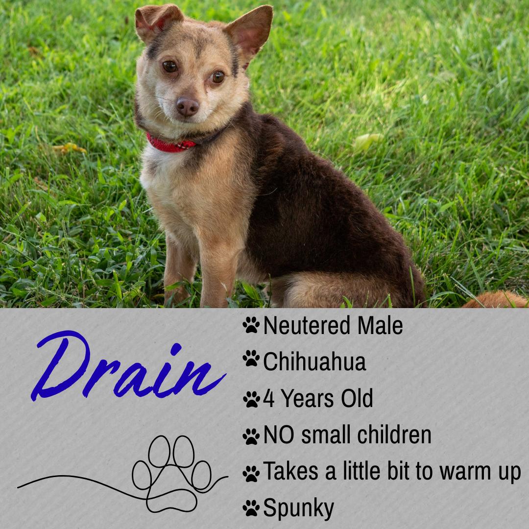 Drain, ADOPTABLE, Adult Male Chihuahua.