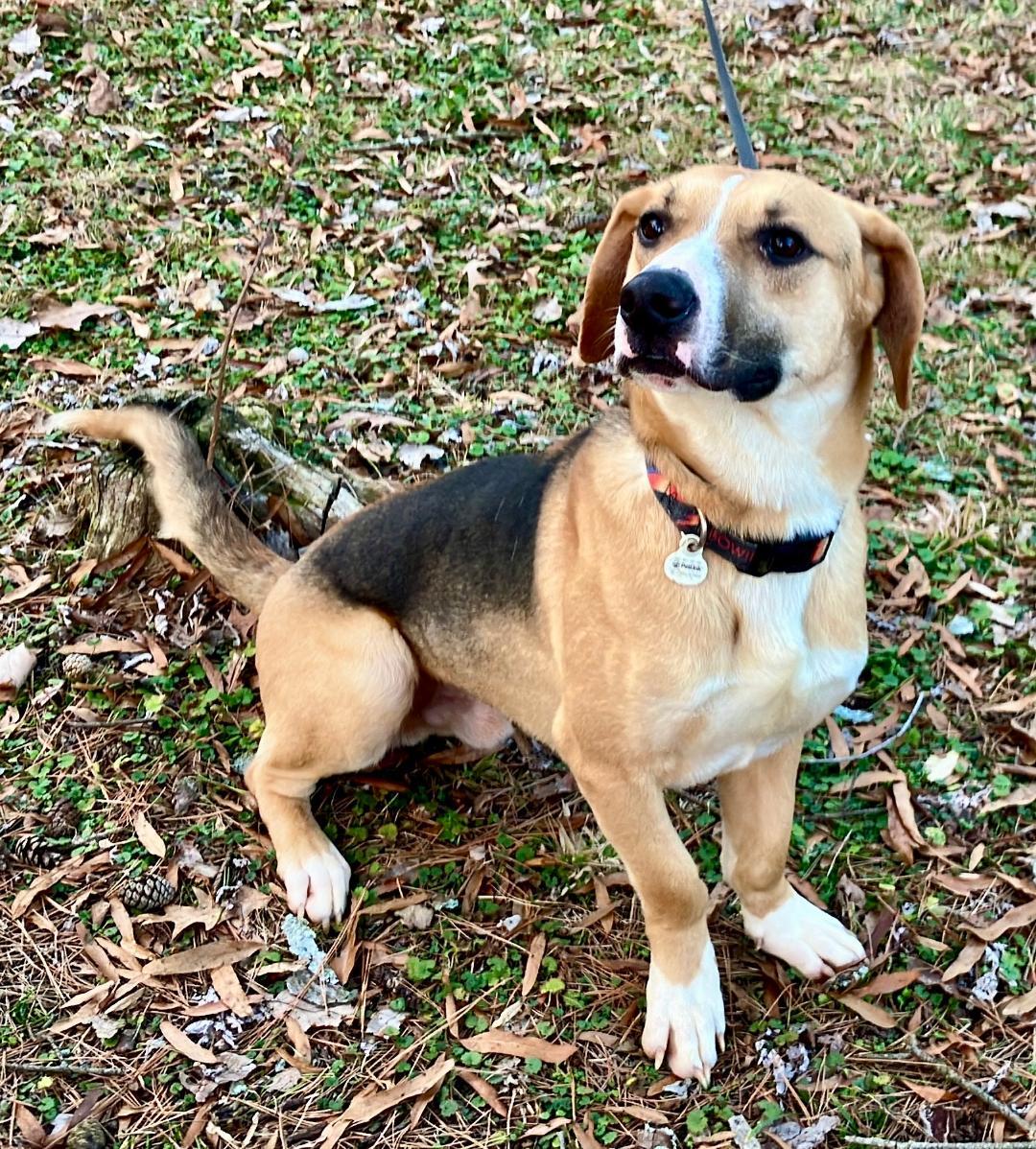 Enlarge Sailor, a Adoptable Hound in Huntsville, AL image 1/3